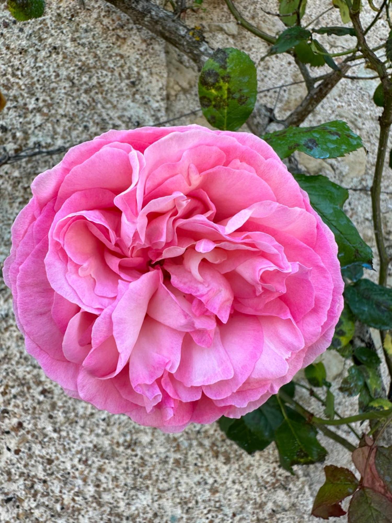 Hotel & Spa Chateau De La Cote - Brantome Biras Bagian luar foto